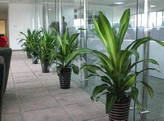 辦公室擋煞植物|辦公室植物風水，辦公室風水植物布局大全